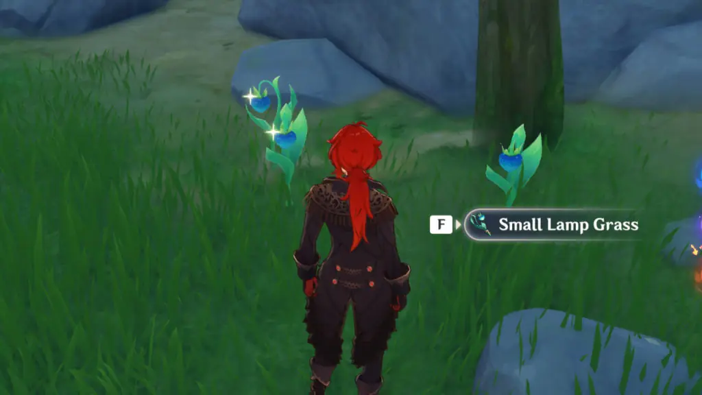 Where to find Small Lamp Grass in Genshin Impact