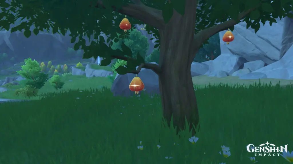 Where to find Sunsettia in Genshin Impact