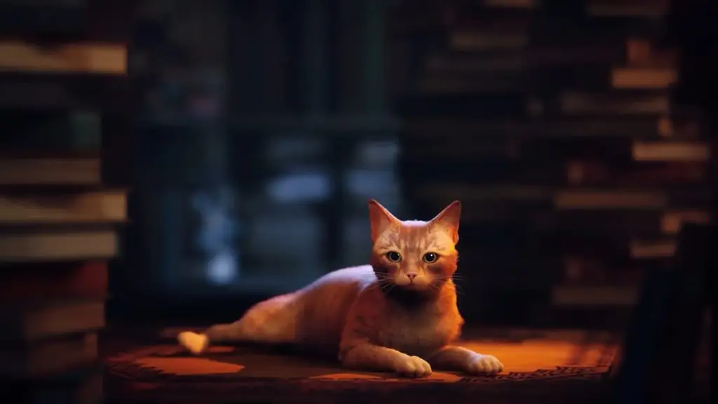 Cat in Stray Laying Down